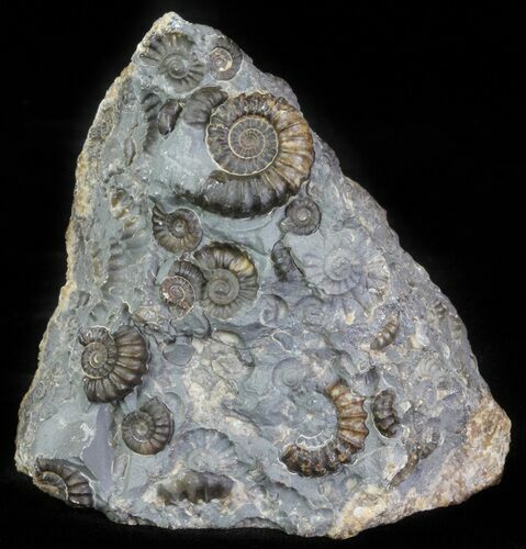Ammonite Fossil Slab - Marston Magna Marble #63504
